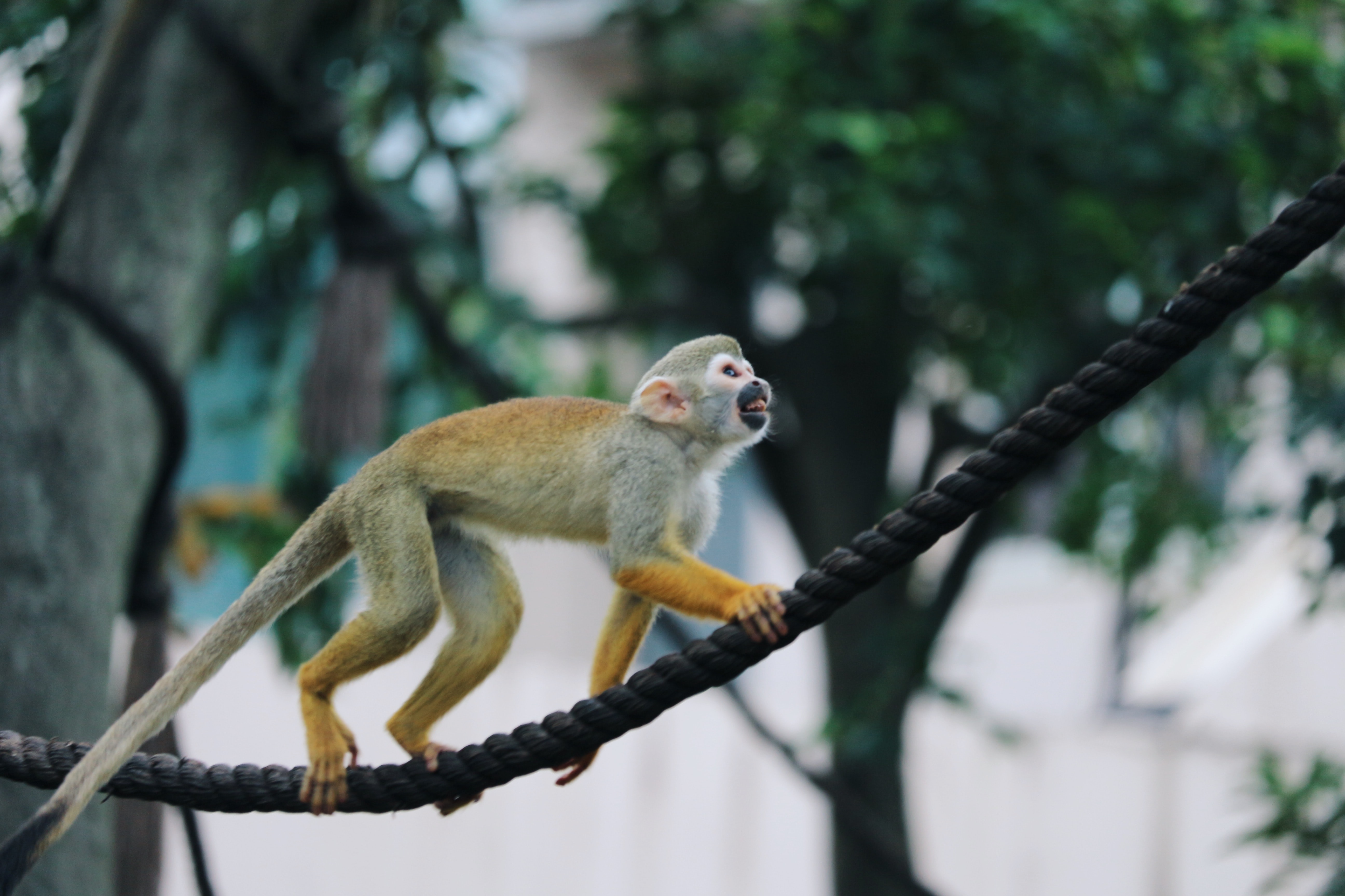 Romagne - Singes d’aujourd’hui, singes d’hier